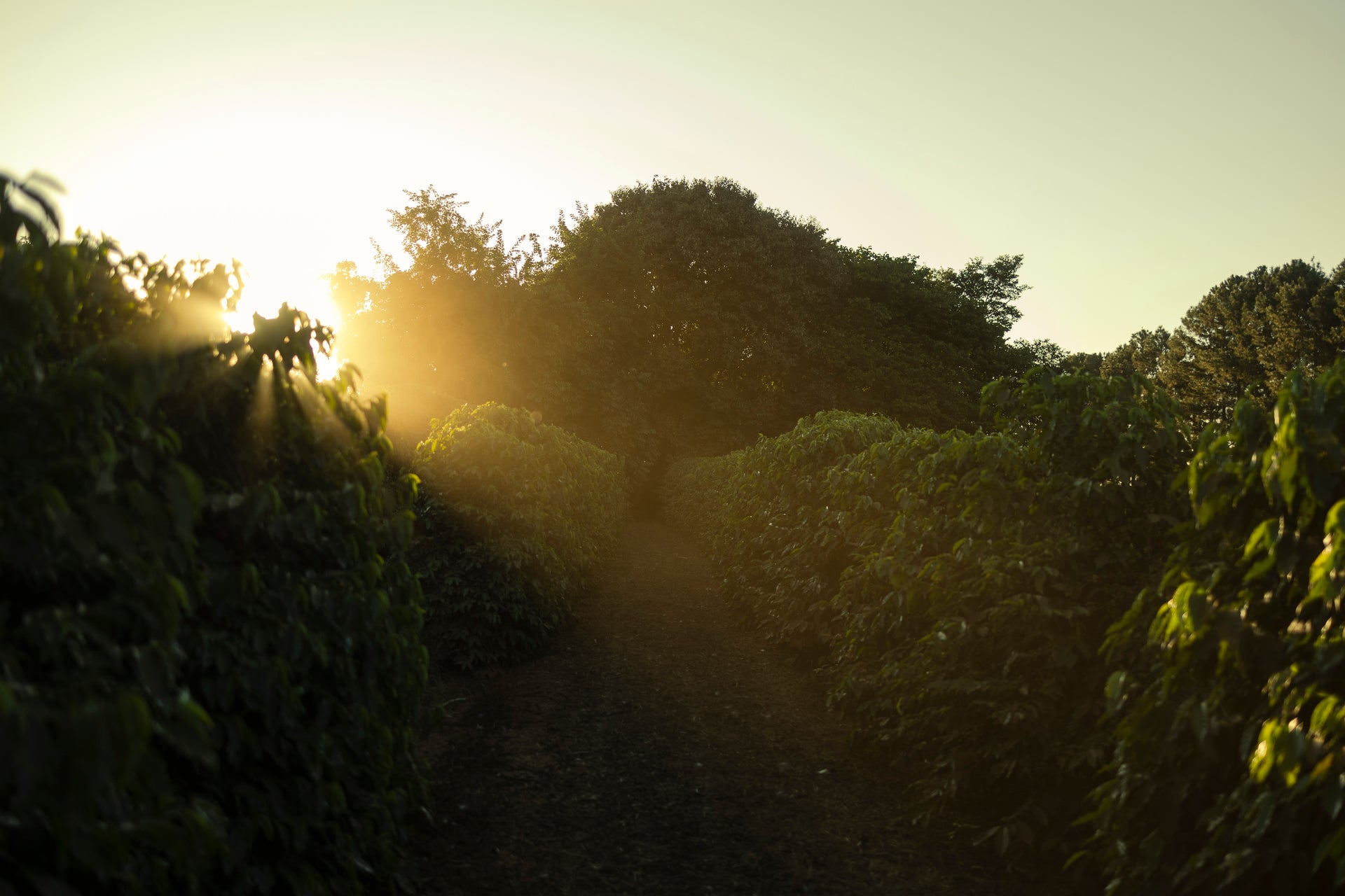 DATERRA MASTERPIECE