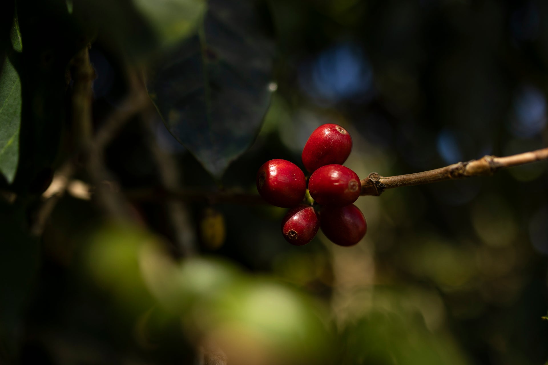 FAZENDA JAGUARA