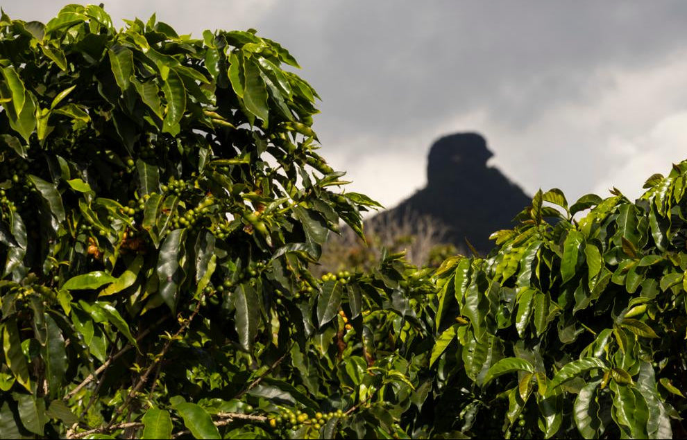 CAFÉ PICO DO BONÉ